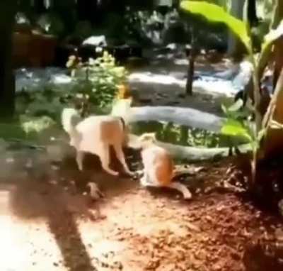 Doggy and Kitty on traditional ways