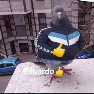Eduardo 👍