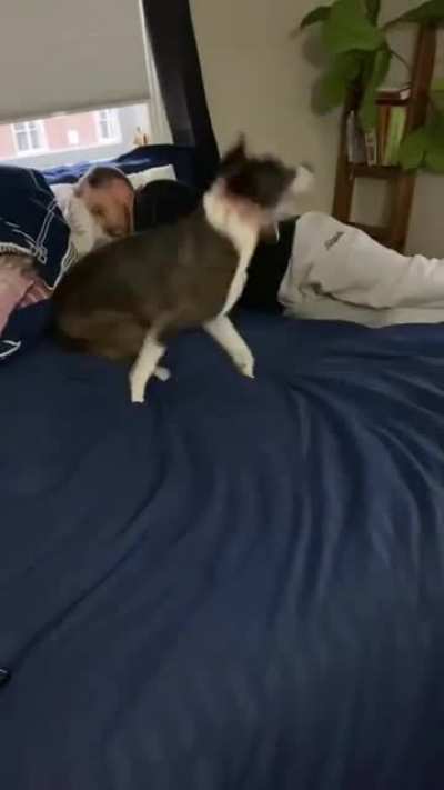 A little bedtime zoomie action!