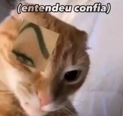 Gato