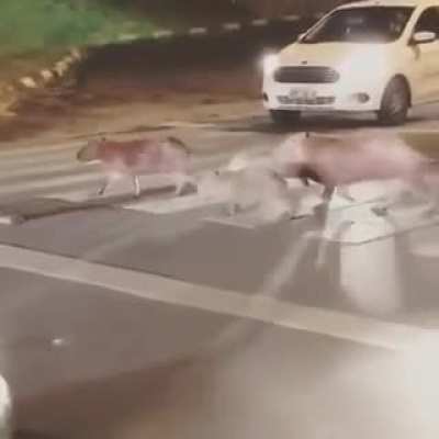 Семья капибар