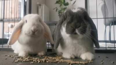 Goodmorning fellow bunbuns 🐰