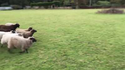 Worlds worst sheepdog.
