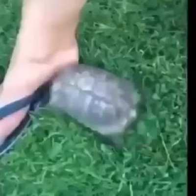 Tortuga