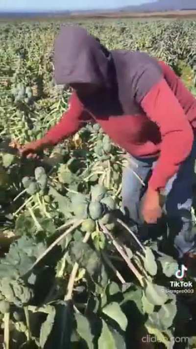 Guile the Brussel sprout trimmer