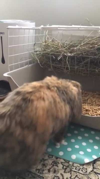 Had to cut her litter box to accommodate for her old age 🥺(11yrs) She’s doing her final inspection