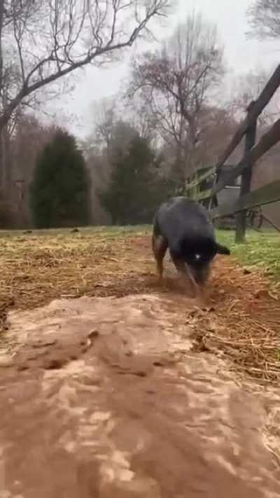 The irrigation doggo