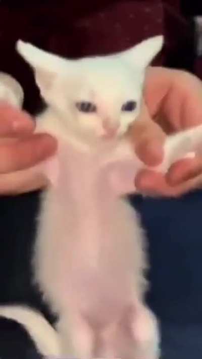 boogie