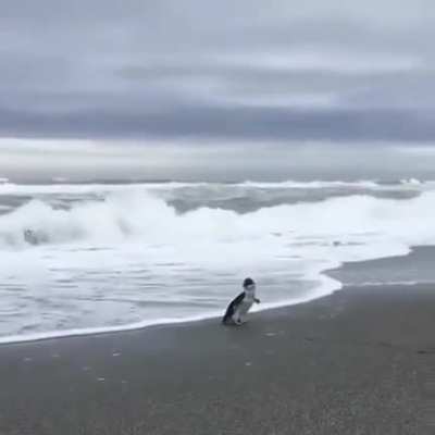 🐧 baby penguin confused about being released