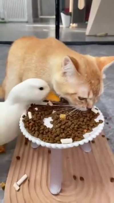 Abrupt meal