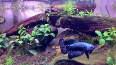 Beautiful blue