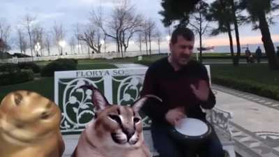 Funny cat