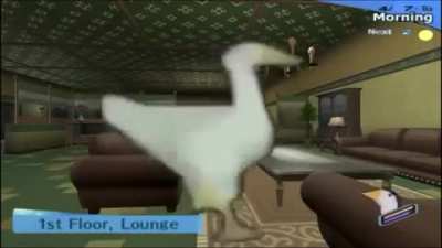Duck