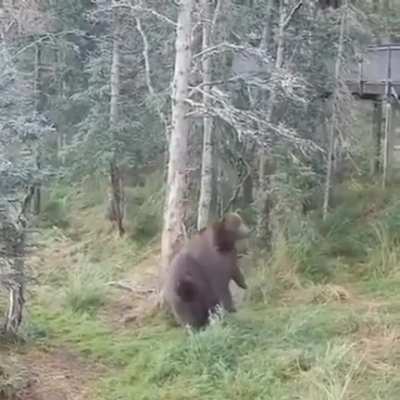 🔥 Big Bear Giving Himself a Scratch before Hibernation.