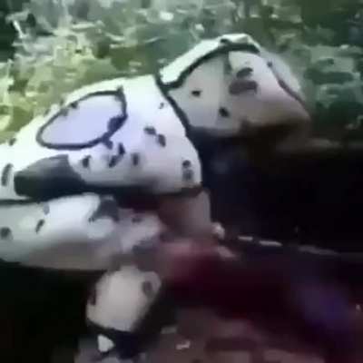 Morreu ;-: