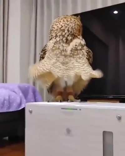 Marilyn Monowl