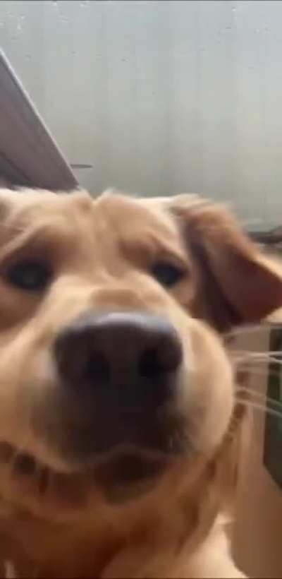 Curious Bentley