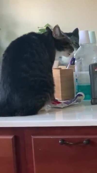 Every morning while I take a shit he does this. It’s a decoy toothbrush