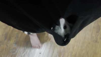 A video for those of you who were interested in seeing the babies relaxing in my “pouch” I have a lot of hoodie and pouch sweaters they love to hang out in. We walk around or just sit. They snooze, bathe themselves, or just enjoy watching the world around