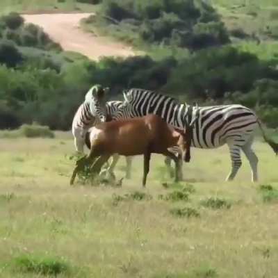 Brutal zebras