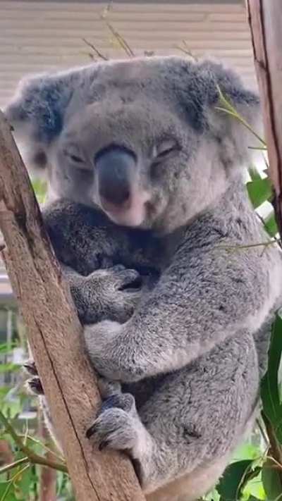 Mama with baby koala