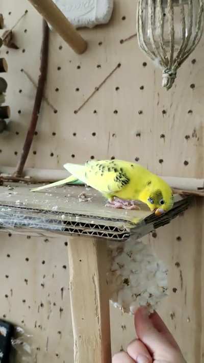 Cheddar got spooked by the rice cake he played with just a moment ago :D