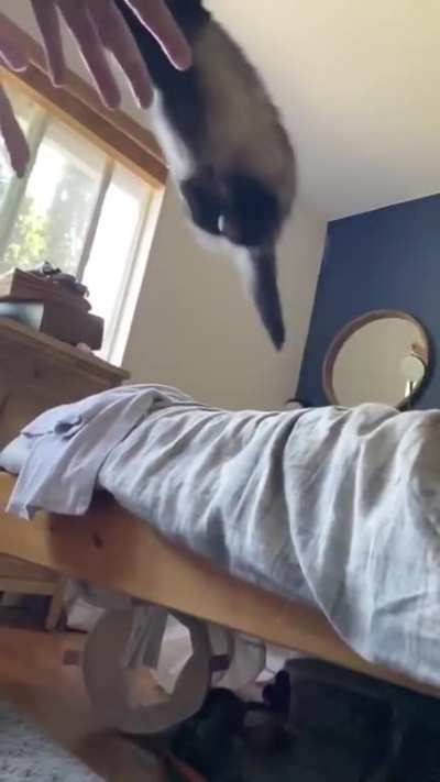 One of our four is a strong jumper and will leap at you if you are close