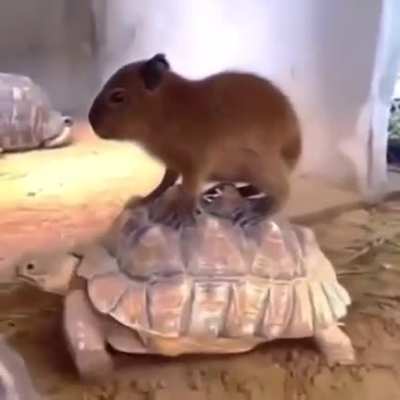 Capy love to ride with tortoise