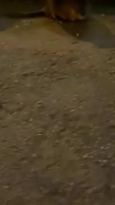 saying hi to a muskrat