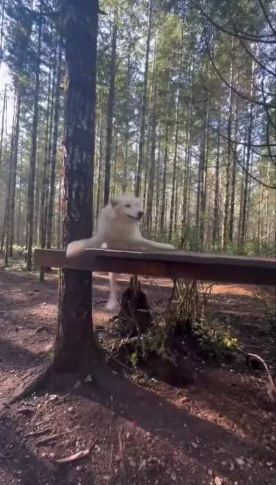 Ahh, yes, the majesty and beauty of the wolf