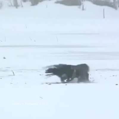 Black Grouse rips the head of a rival during the mating season