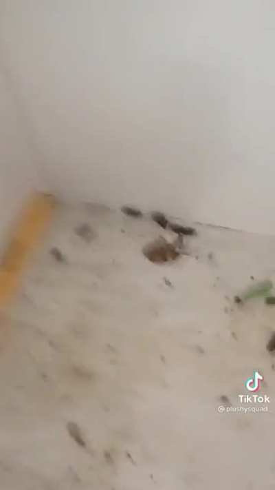 This where the doboys live at?????