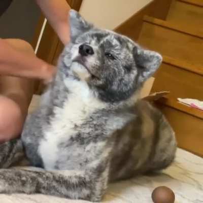 Клёвый окрас у Акиты
