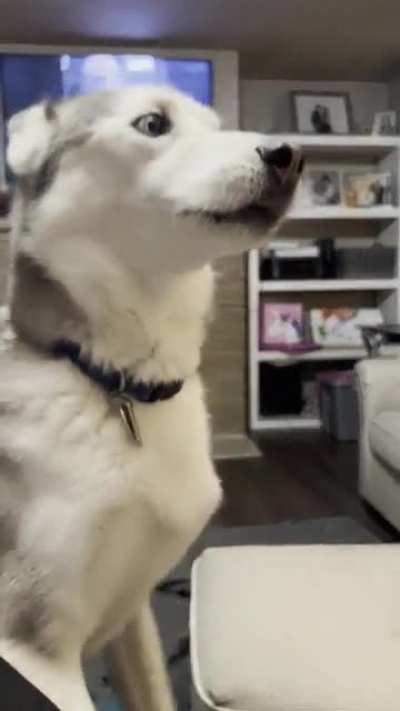 Husky hates rock, paper, scissors