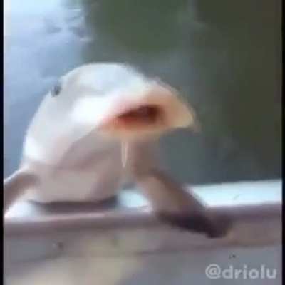 bonk