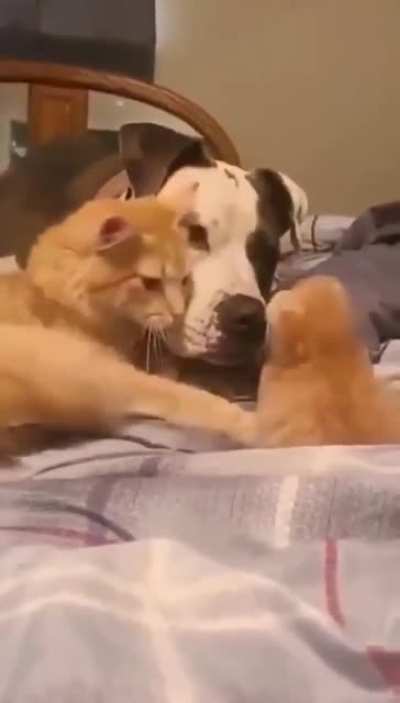 A cat mother introducing her puppy to a friendly dog