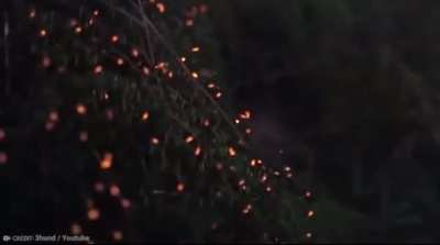 The bioluminescence of the Bhimashankar Wildlife Reserve