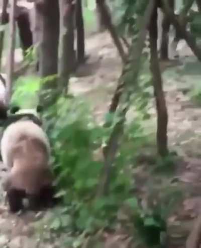 The panda mafia