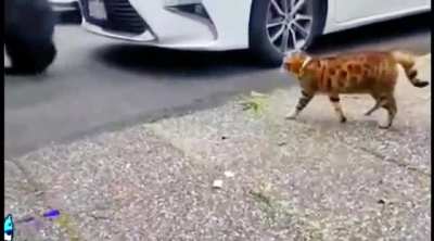 Big mouse🤣