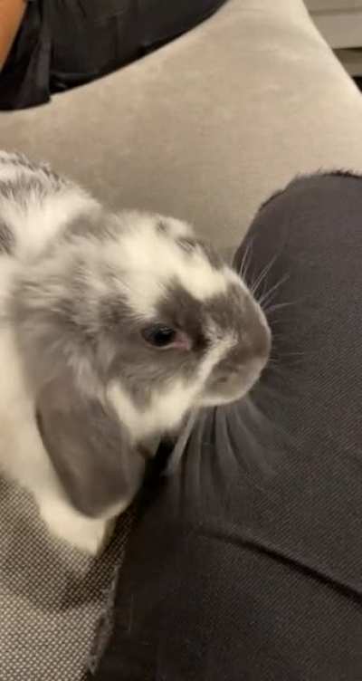 Lots of love today from lil Gray 💜