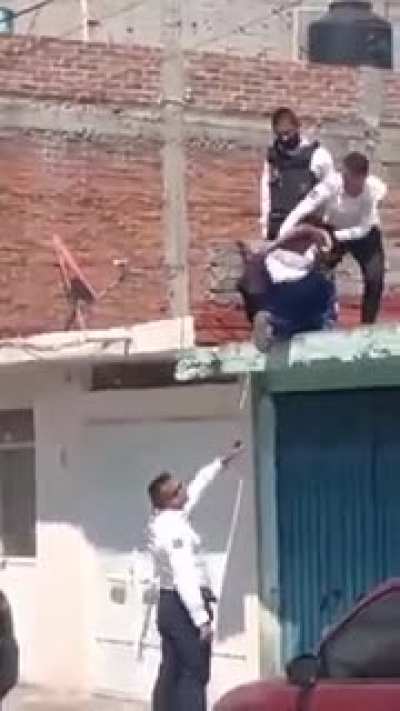 Puerco araña