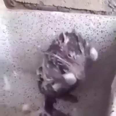 Just a rat taking a Bath
