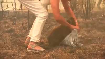 This woman literally gave the shirt off her back and ran into a fire to help a helpless animal, humanity at its best right there, true hero of living beings