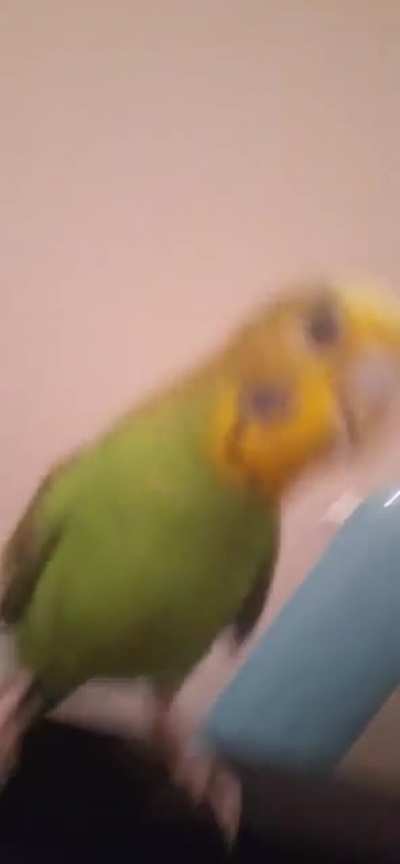 Dubstep birb