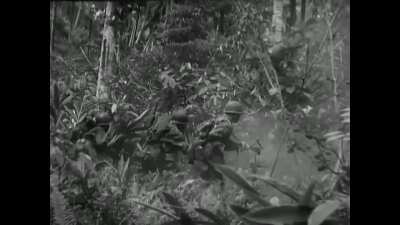 An American G.I. uses his .30 cal M1919 Browning to cut a path through the thick New Guinea jungle. 24 May 1944.
