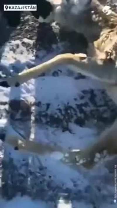 A poor deer froze in kazakhstan