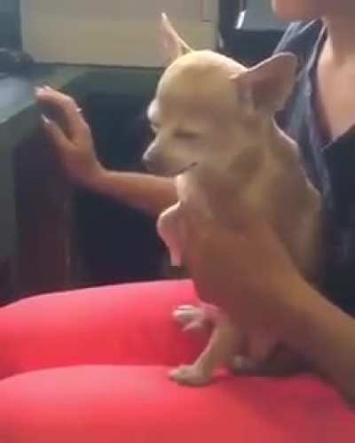 This dog may have made me laugh