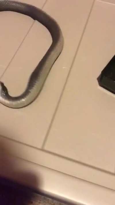 A pet Hognose snake playing dead
