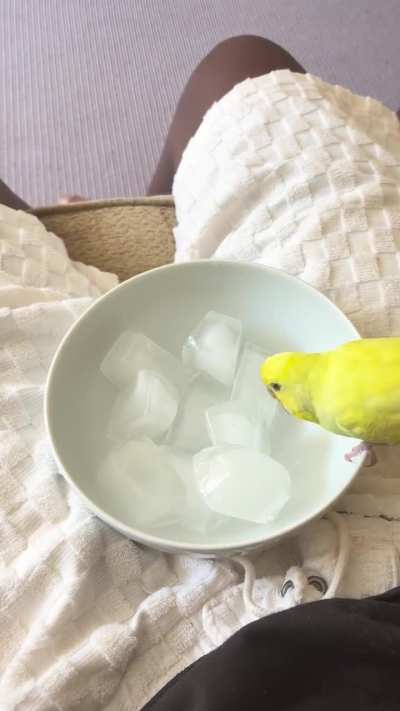 Ice lover
