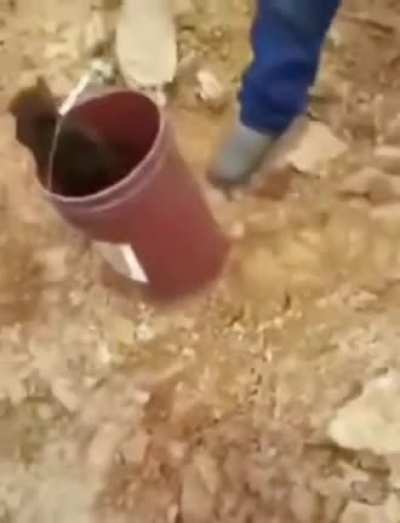 Saving a cat